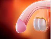 Voor nieuwsgierige vrouwen: ontdek de mannelijke anatomie zonder seksuele verplichtingen