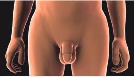 Voor nieuwsgierige vrouwen: ontdek de mannelijke anatomie zonder seksuele verplichtingen